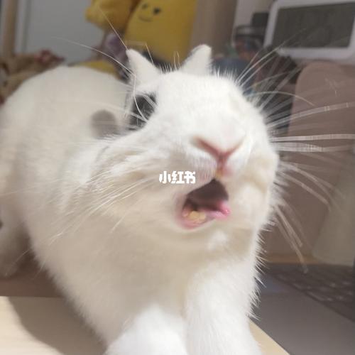 前两天刷到一个播音主持系的练习,是立舌!