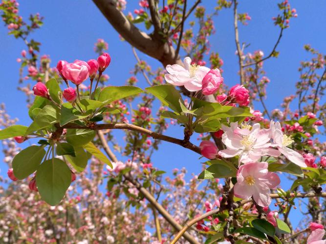 每年四月,小月河边的海棠渐次开放,花开如溪如海.