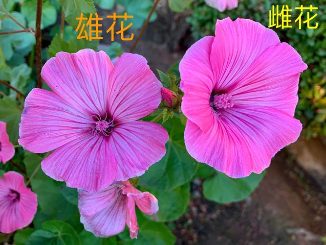 观察花芯可以分辨雌花或雄花(左边的是雄花负责传授花粉不结棉球的