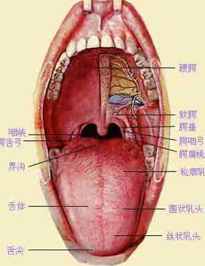 腭裂的治疗方法有哪些 什么原因形成腭裂