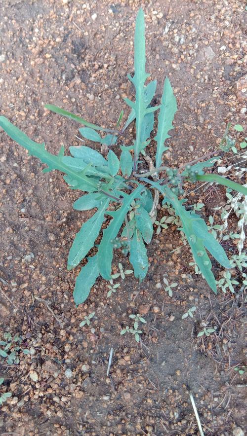 苦麻菜