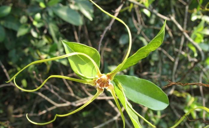 这植物,俗称"断肠根",是中药"八大毒"之一,若遇见,别乱碰