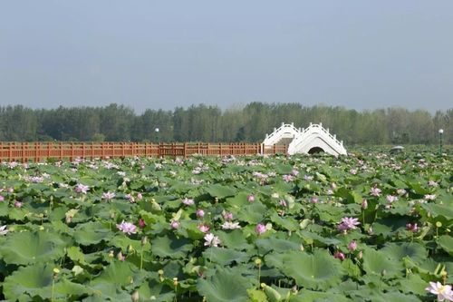 阜阳乡村旅游十家景区推介!临泉有两家,国庆假期去转转吧