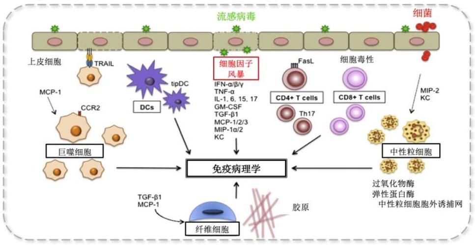 重症流感的免疫病理机制就是因为「宿主对病毒感染的过度反应」