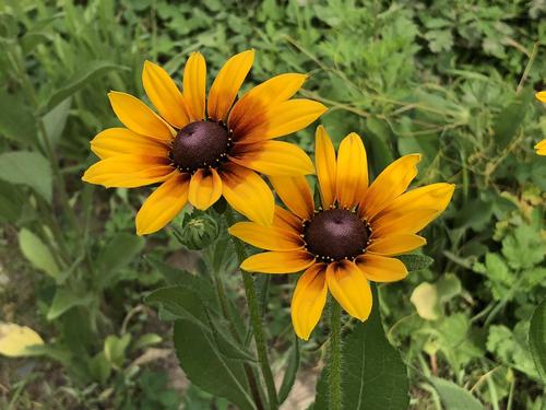 北京奥园的金光菊开始开花了,拍自北京奥林匹克公园