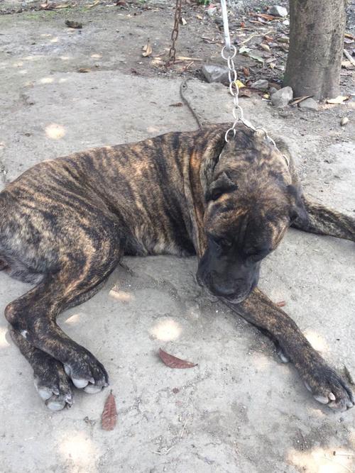 2 分钟前 狼之恋snow|十级 是卡斯罗犬,看起来挺纯的,还是虎斑色的