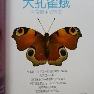 大孔雀蛾的简笔画