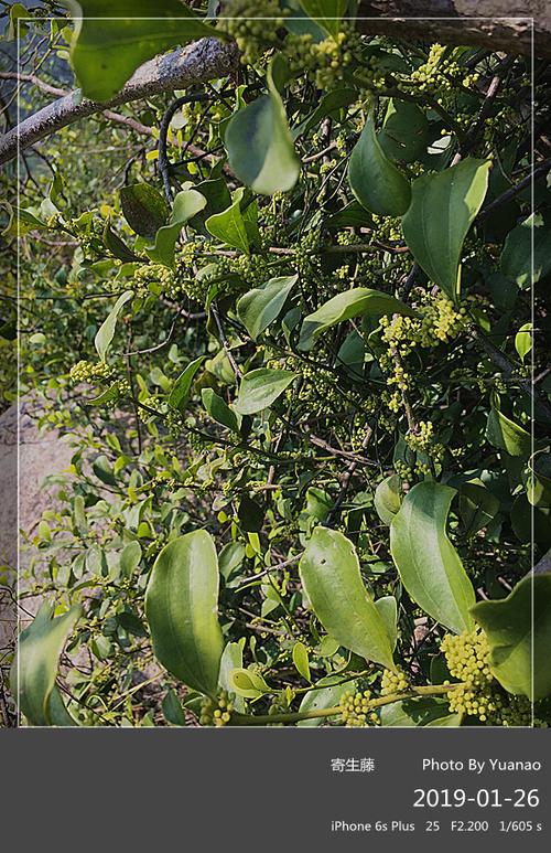 【原创摄影】寄生藤开花-----元宝的植物园(934)