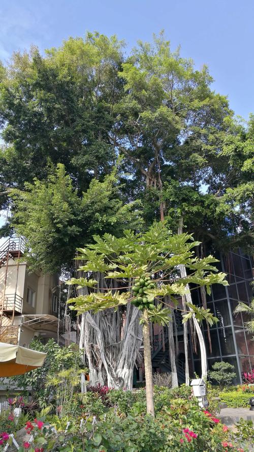 木瓜.榕树