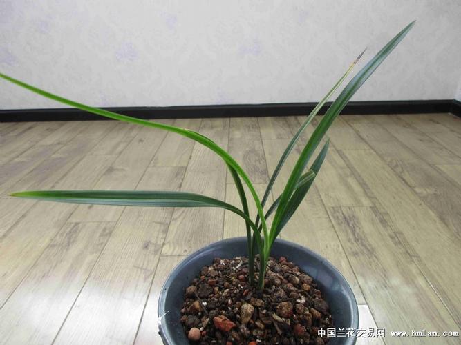 顶极奇花——盖世牡丹 - 中国兰花交易网