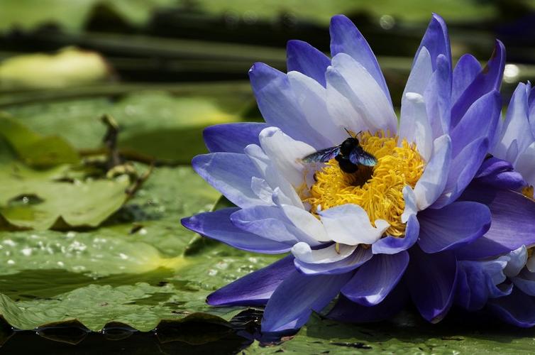 原创11月16号开始财神保佑,贵人辅弼,财运亨通,财路大开的四属相