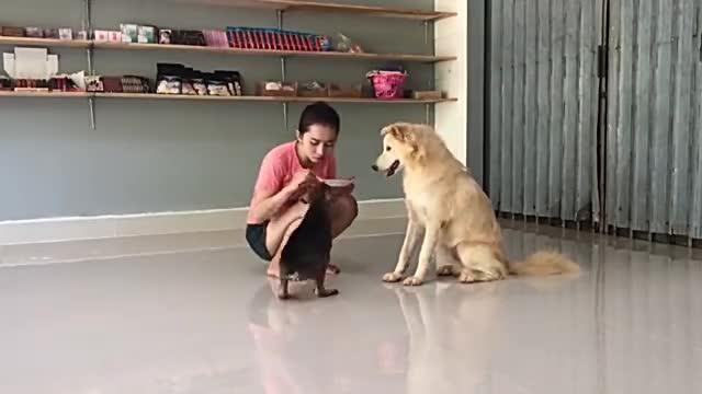 午后休息的时候女主人用食物逗狗玩两条狗都很乖没有抢食物