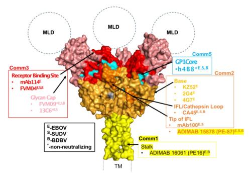 预融合三聚体埃博拉病毒糖蛋白的晶体结构(缺少黏蛋白样38和跨膜结构