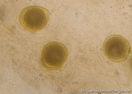 犬弓首蛔虫感染