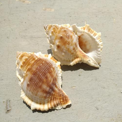 天然海螺贝壳扁刺螺 diy地台鱼缸一斤约20-40个海参螺 刺蛙螺骨螺