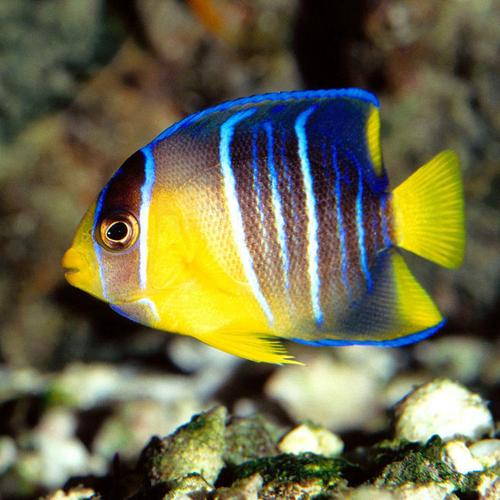 高清可爱热带鱼摄影图1024*1024平板壁纸