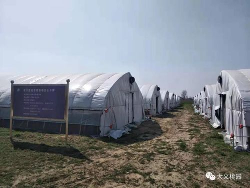 养蚕大棚与桑苗基地