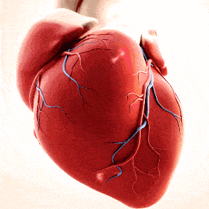 【航天心科普】心脏跳动快慢,哪一个更好?