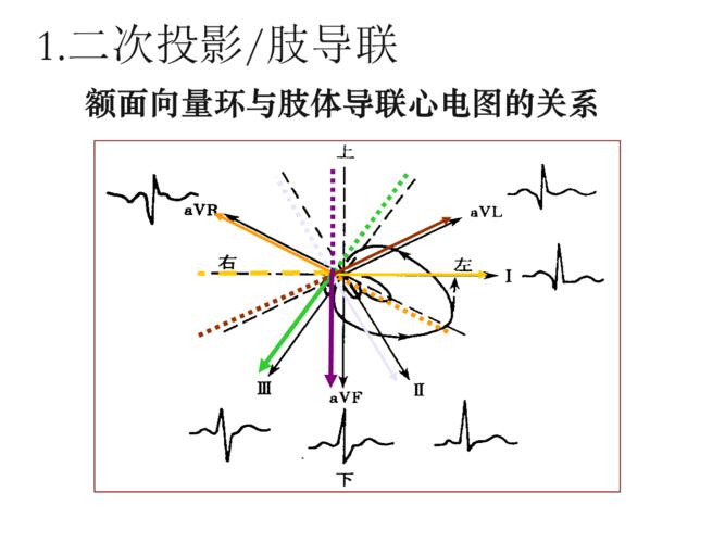 心电向量与心电图的关系.ppt