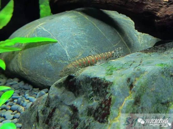 吸鳅——低调原生美(十个品种,多图)