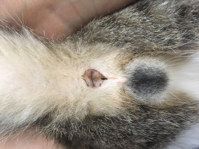 我的小猫好像拉血了 请问什么原因引起的呢