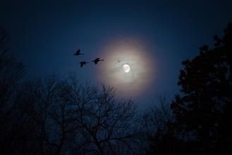 如何玩杀人游戏(天黑请闭眼)