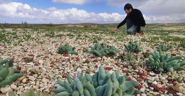 沙漠上竟然开满鲜花,这里是南非纳马夸兰,多肉植物原产地!