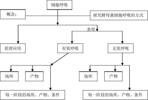 高中生物《细胞呼吸》教案3 苏教版必修1