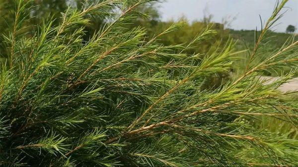 奈美国际芳香小镇    澳洲茶树