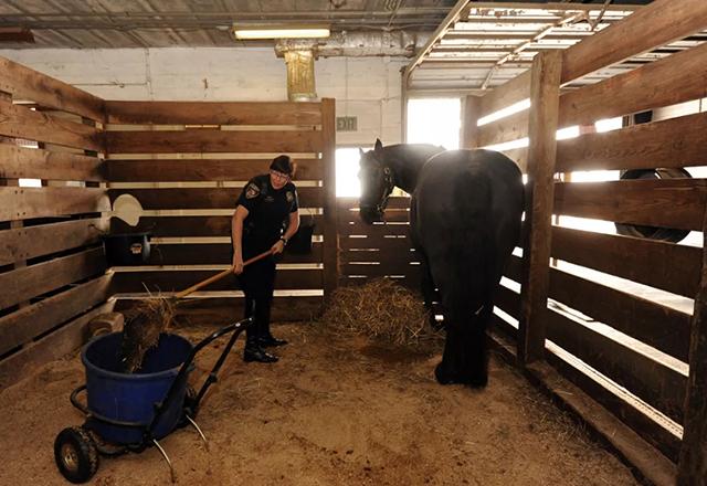 不会清理马房的骑手不是一个好骑手!