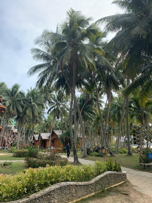 海南文昌东郊椰林随手拍