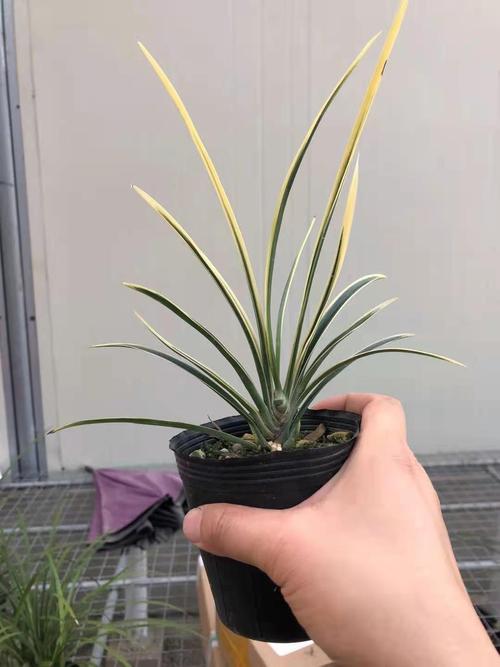 精品兰花世界上超香兰花送春鹤艺满屋飘香客厅盆栽植物草本趣味