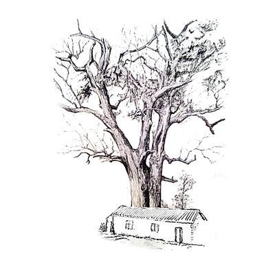 画一棵树乐园简笔画