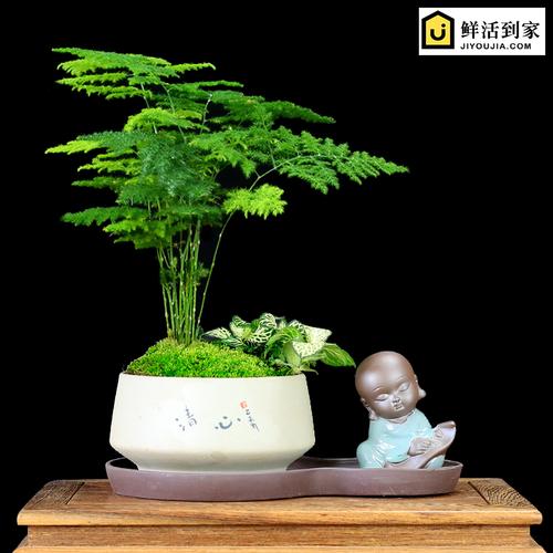 热卖云松竹盆景12号【精品紫砂盆 花】矮生文竹 云竹盆景绿色观叶植物