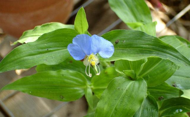 鸭趾草和鸭跖草的区别