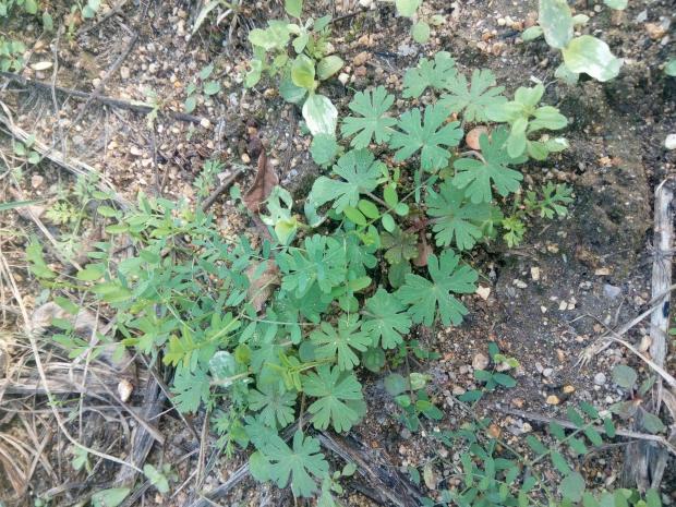 2020农夫巴巴野生中草药老鹳草鸦嘴老贯牛筋老观草250g干品推荐热销