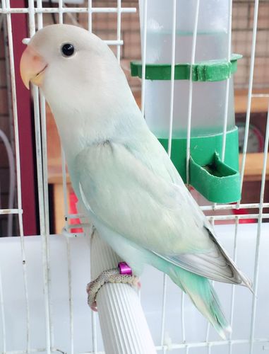 颜色多变的牡丹鹦鹉