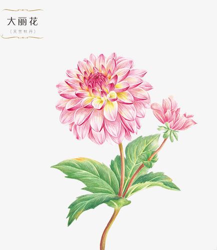 大丽花