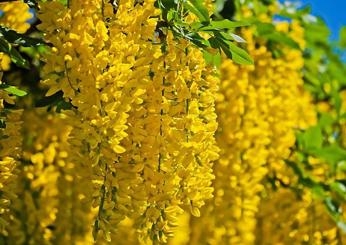 春天吃槐花,要分清白色,黄色和紫色,只有一种能吃,不懂别乱吃