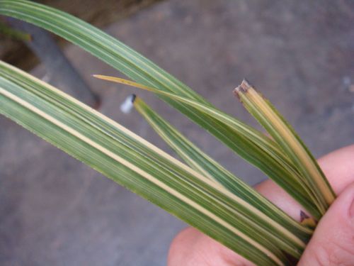 漂亮蕙兰进化丝缟艺特价