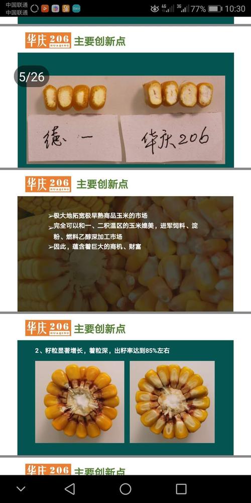 玉米华庆206优质好品种