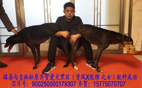 路易 louie keeping 巴西亚贝尔 barcia bale 去掉野性衬衫裤 go