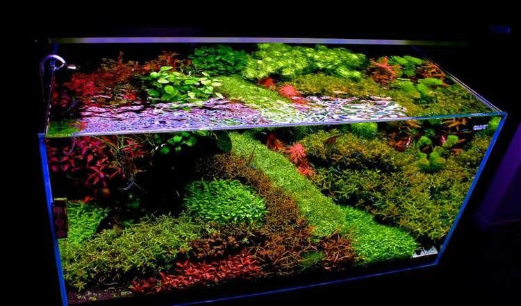 彩虹水草缸造景沉木水草泥化妆砂青龙石120cm尺寸设计