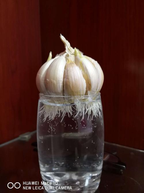 佳姐的水培大蒜