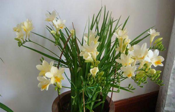 香雪兰的养殖方法和注意事项