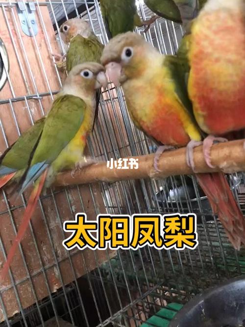 小太阳凤梨_凤梨_鹦鹉_宠物_宠物其他