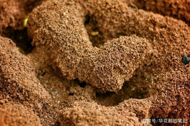 风雨欲来时, 蚂蚁群前仆后继, 为了安稳和幸福的生活, 筑巢和屯粮是