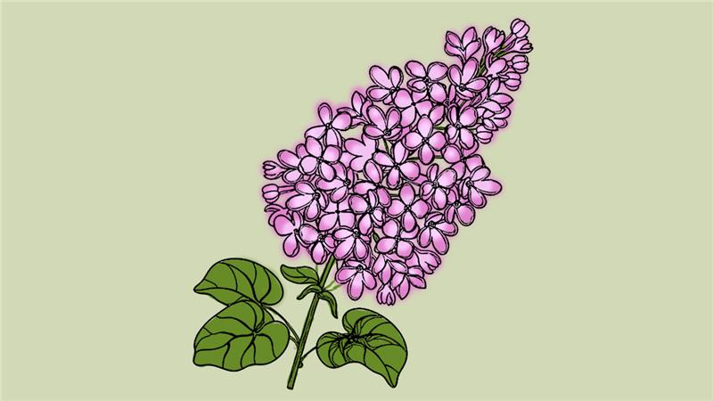 紫丁香简笔画的画法