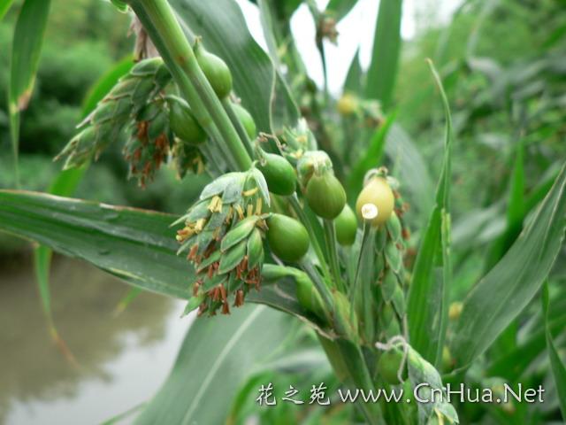 薏苡/花之苑|花卉图片|植物图谱|花卉介绍