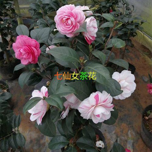 优品七仙女茶花 盆栽多色茶花 多色茶花 五颜六色茶花